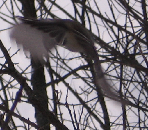 bird flying over tree nches on snowy day