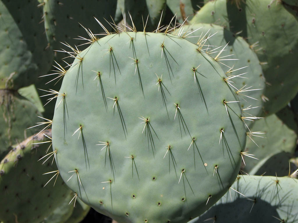 a cactus is sitting on the ground