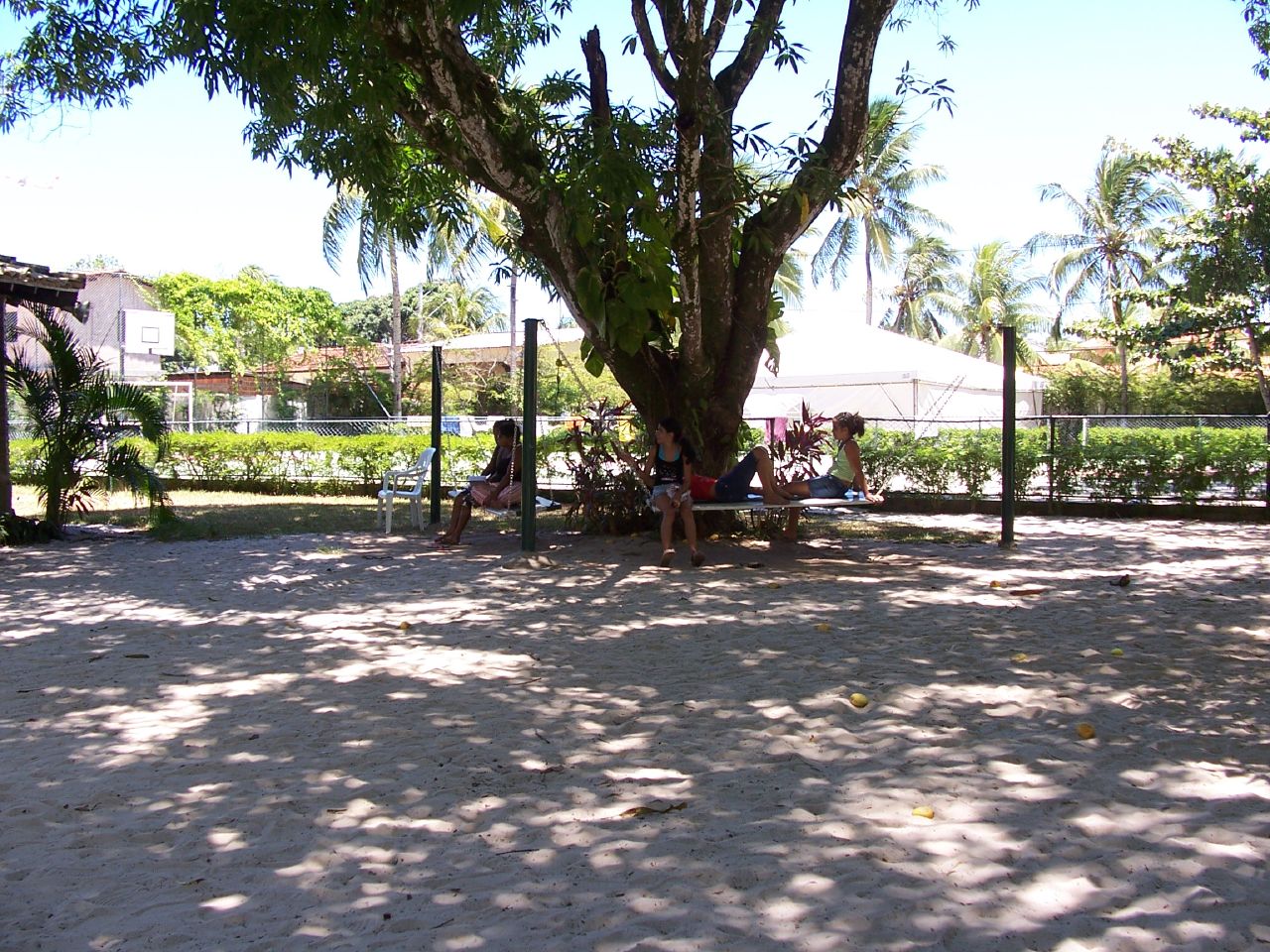 a group of people sitting under a large tree