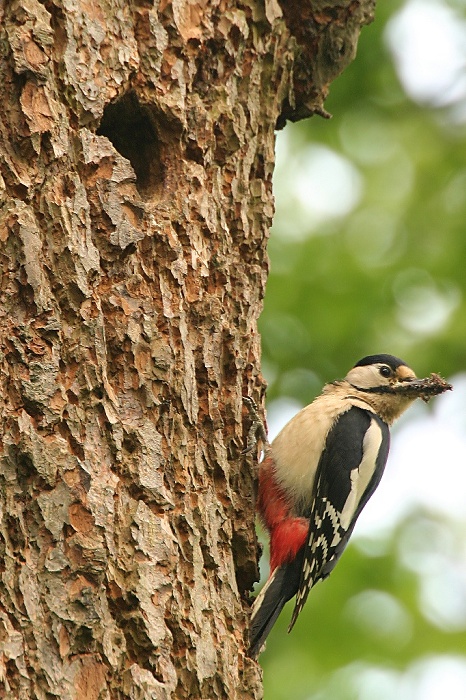 a colorful bird is perched on the trunk of a tree