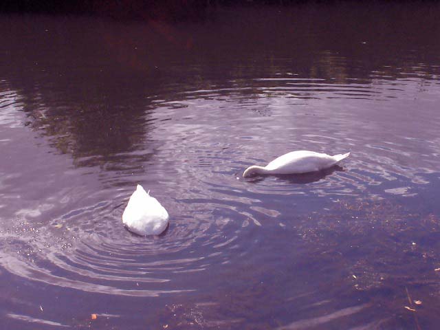two white swans swim in a pond together