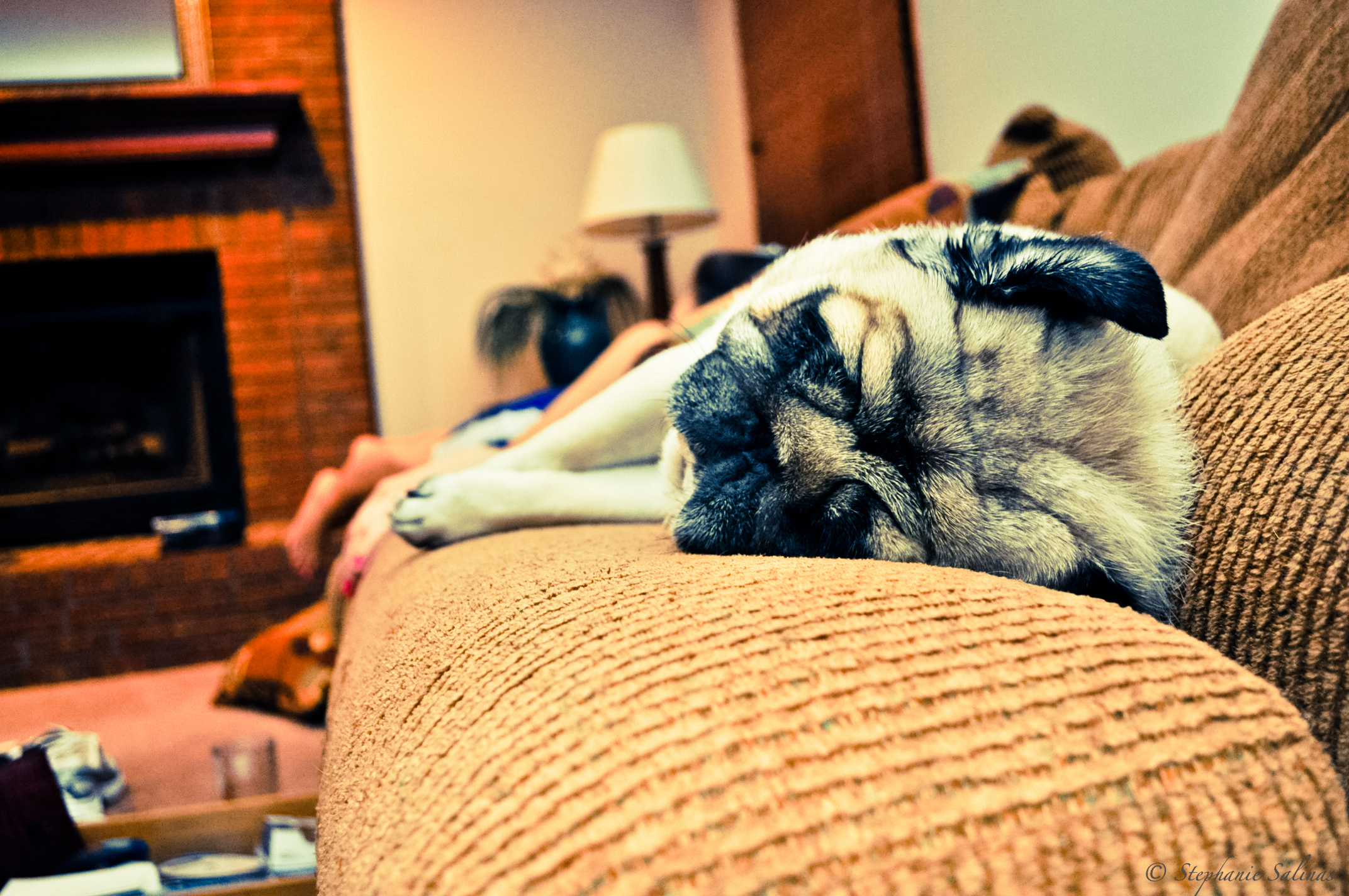 a dog is rolling down on the couch with it's head up