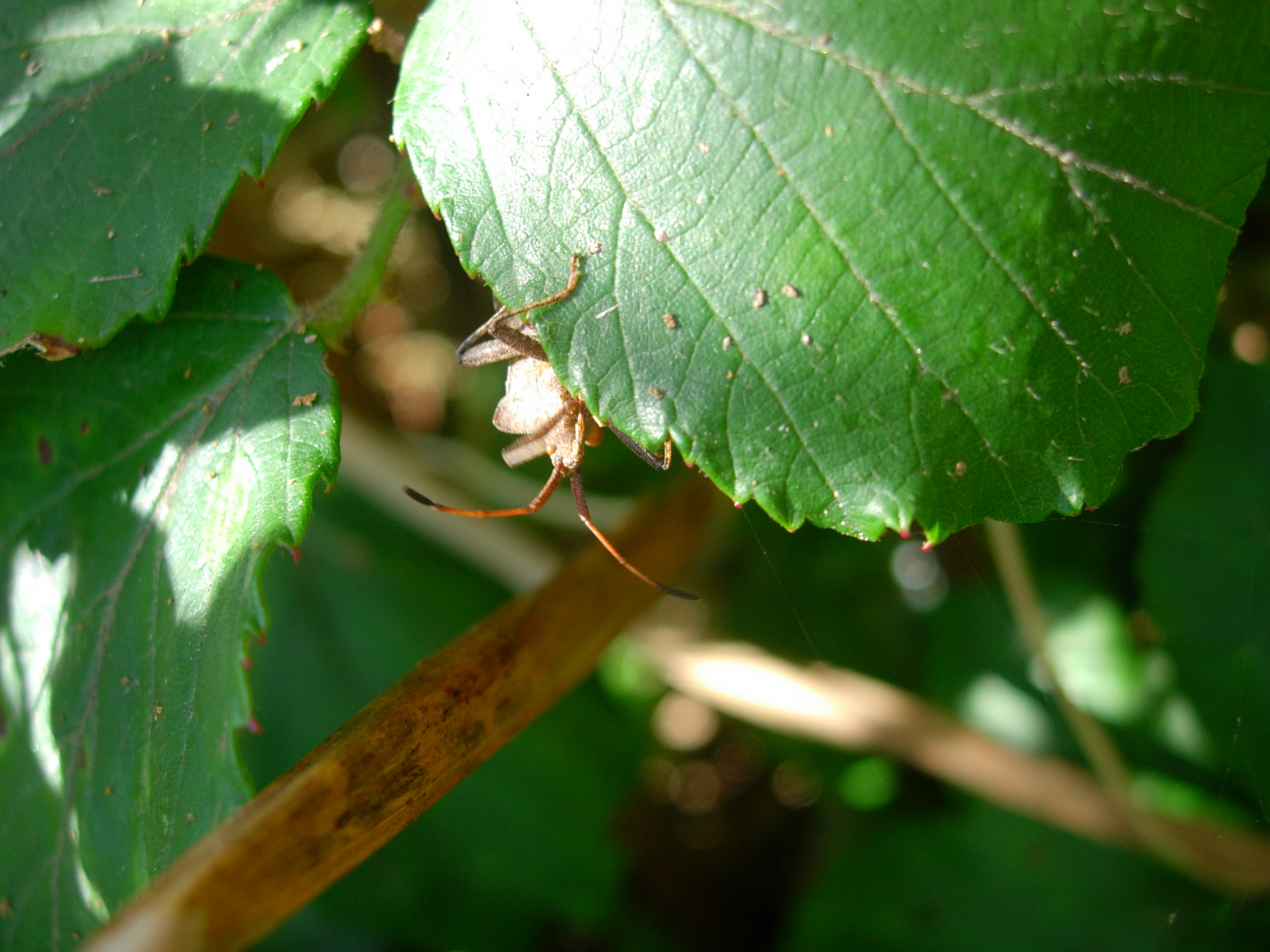 small bug standing on nch next to green leaf