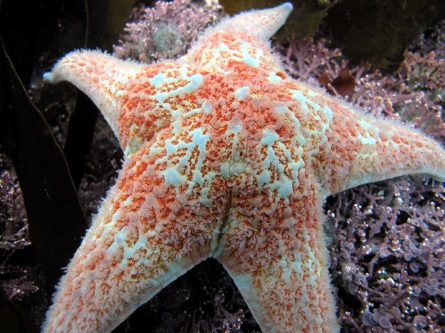 a close up of a starfish in an aquarium