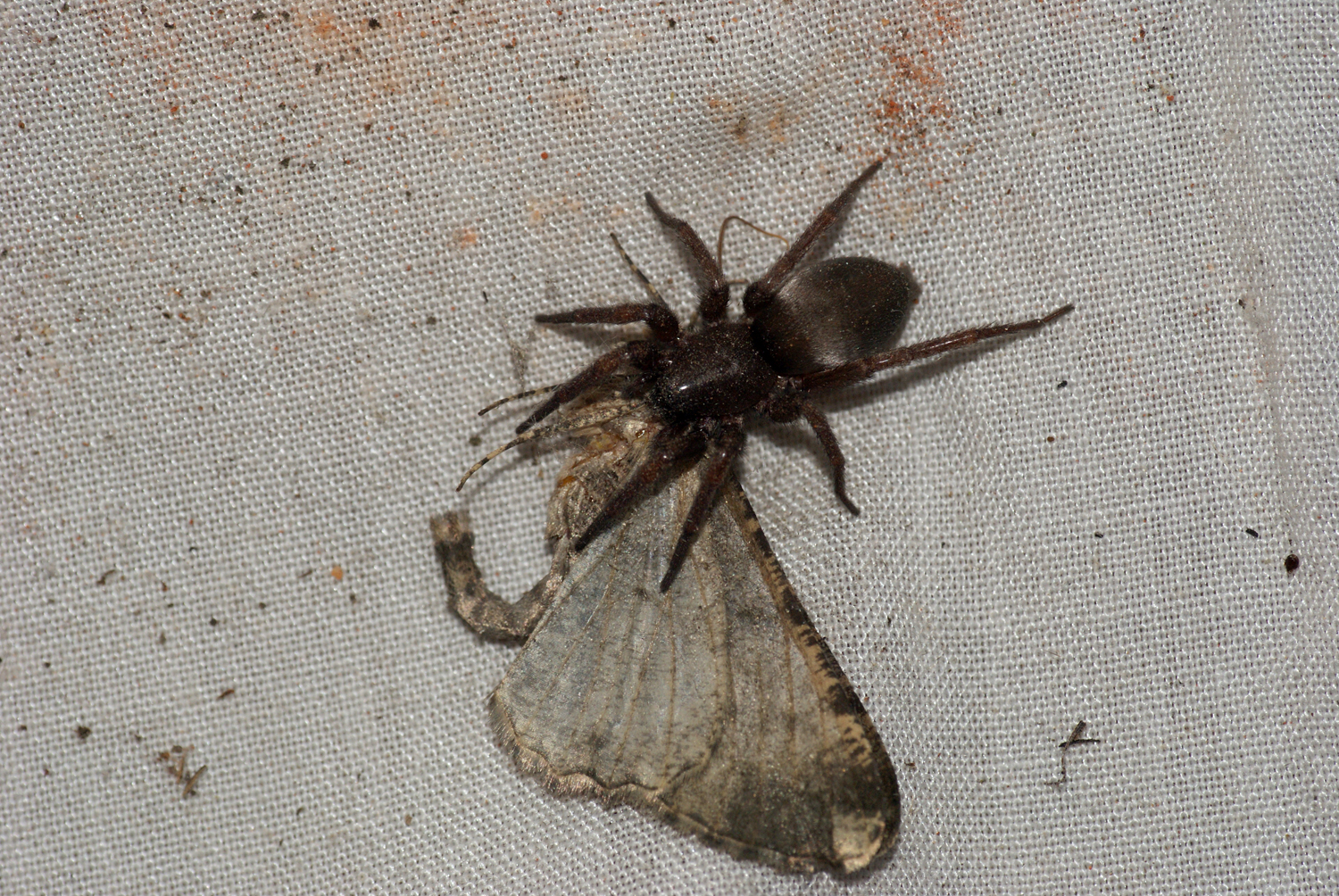 a very pretty brown and black spider on the cloth