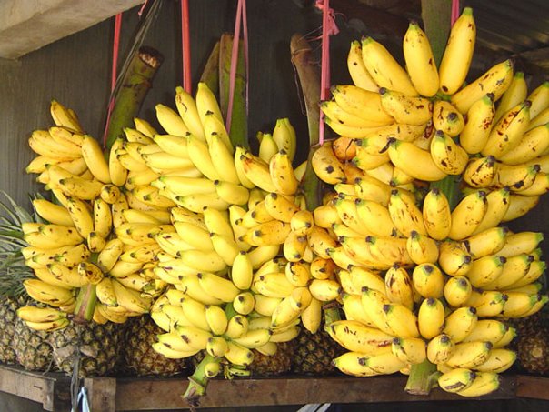 several bundles of yellow bananas hanging up on the shelf
