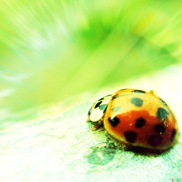 an orange lady bug on top of a leaf