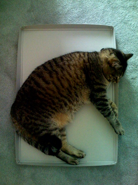 the cat is lying in the square shaped box