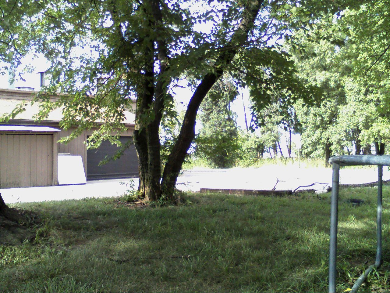 a tree is on the side of a road by a pole