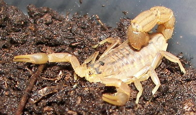 the tiny scorpion appears to be walking in the dirt