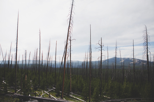 some trees have been in the foreground while there is only one