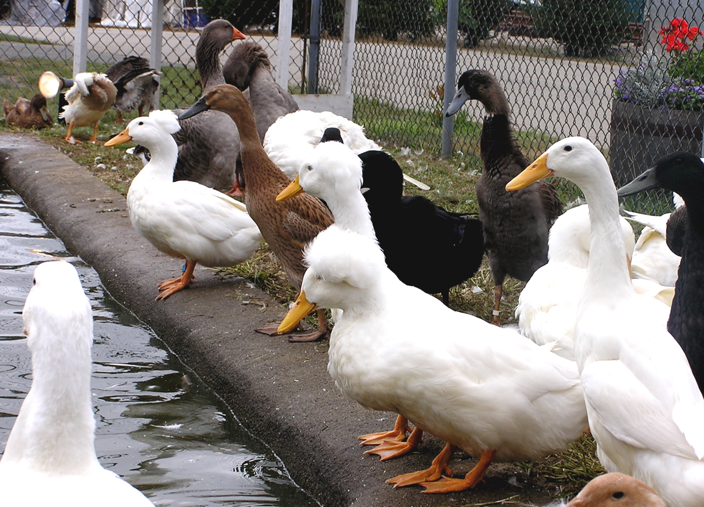 a bunch of ducks stand by the water