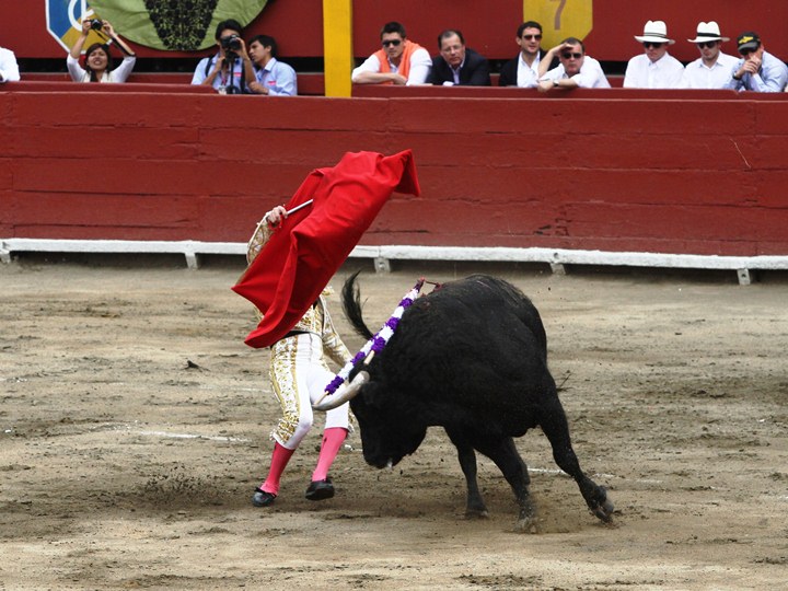 a bull is trying to steal a person in front