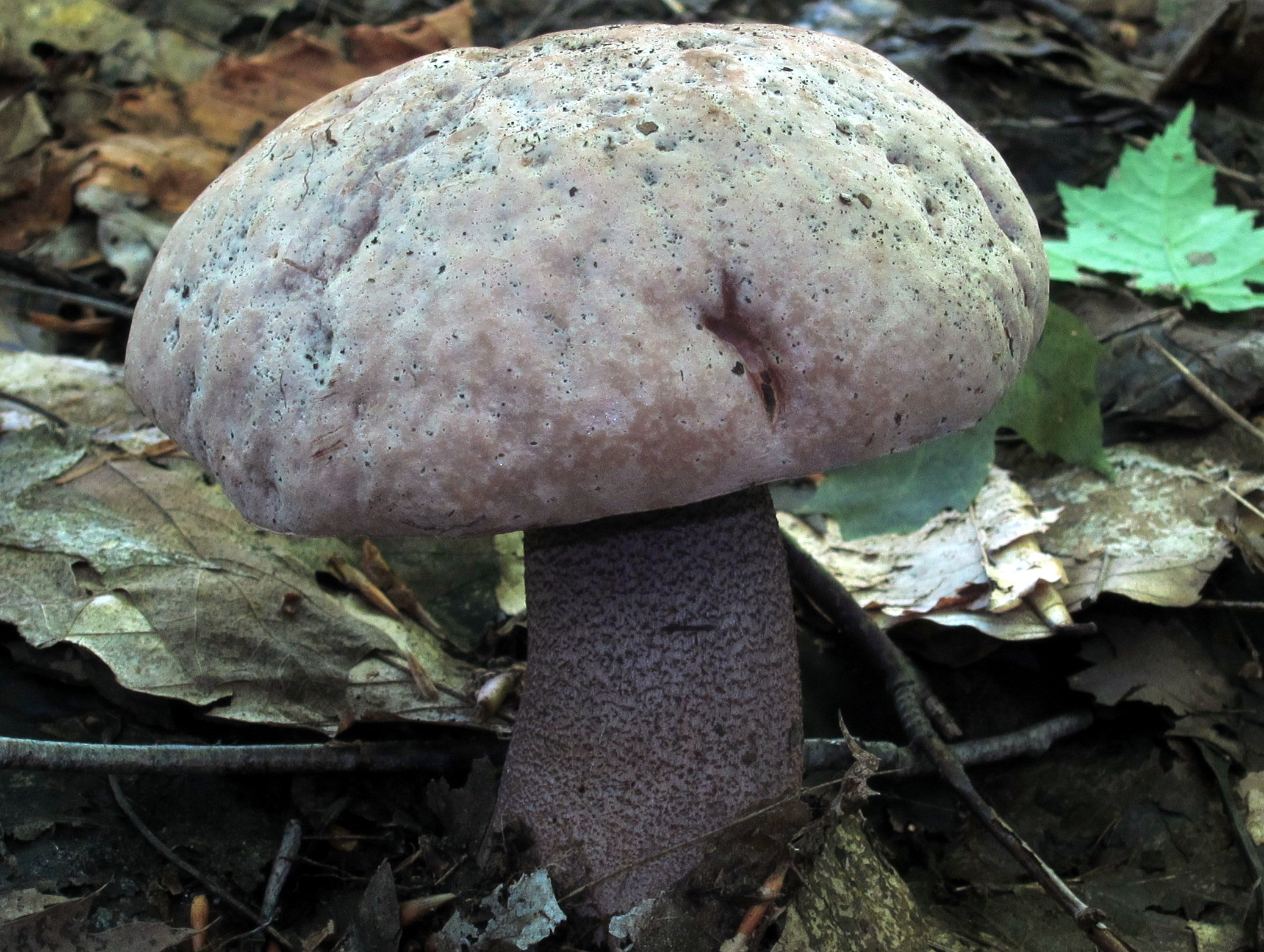 an upturned mushroom in the forest on a trail