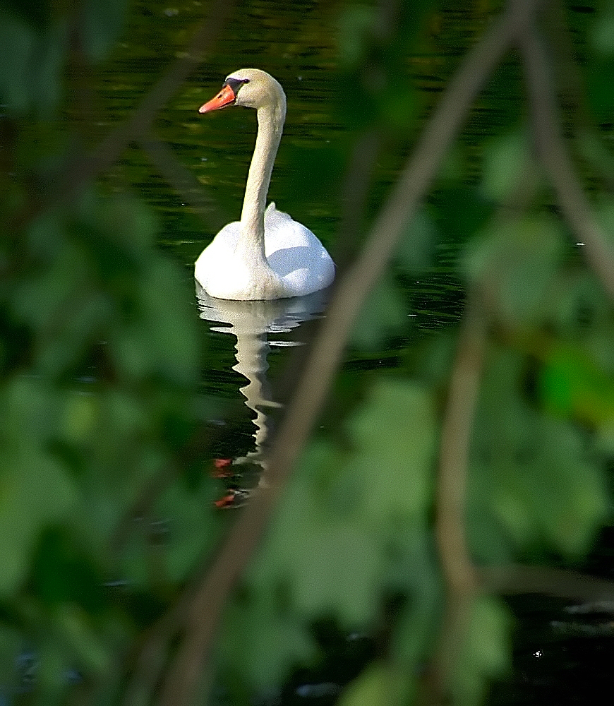 a large swan floating in a pond near some trees