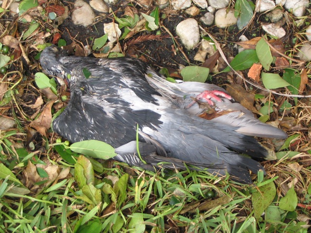 a dead bird sitting on the grass next to some rocks