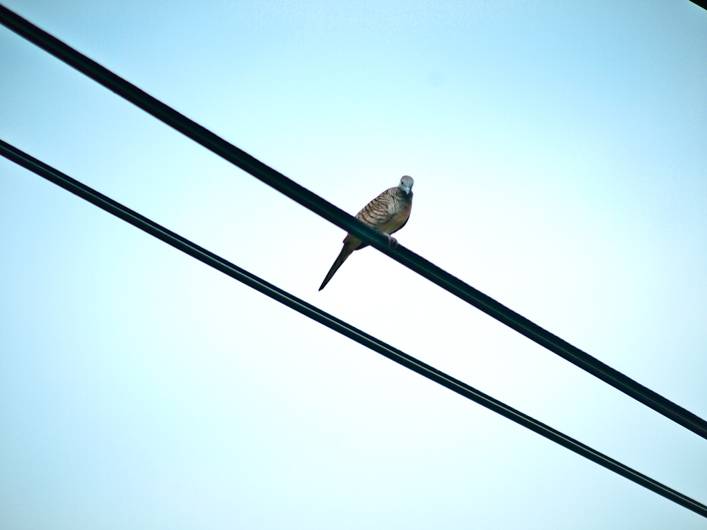 a single bird sitting on a thin telephone pole