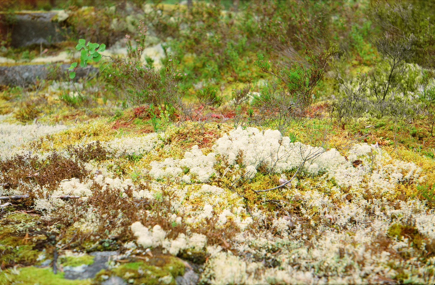 some grass and plants covered in yellow, white and red likles