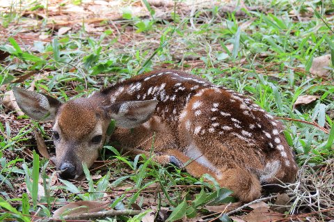 young deer lying in grass on side of land