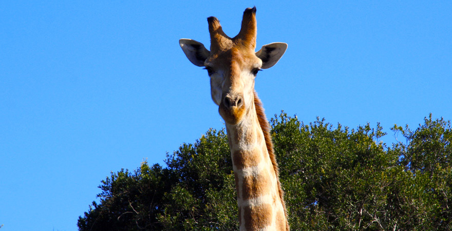 a tall giraffe standing next to some trees