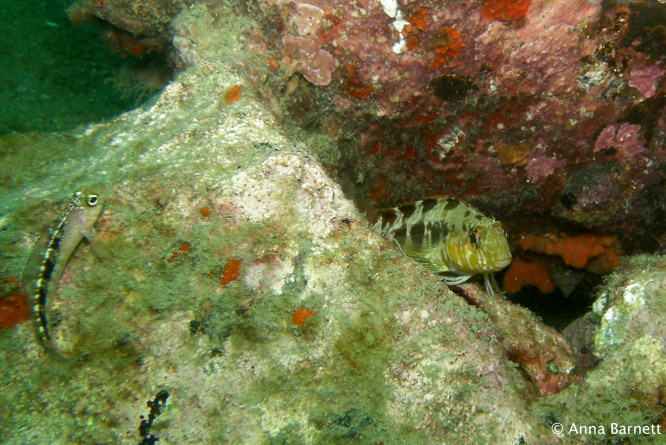 a yellow fish in some corals surrounded by sand