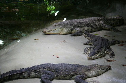 two alligators, one on one that is dead in the sand
