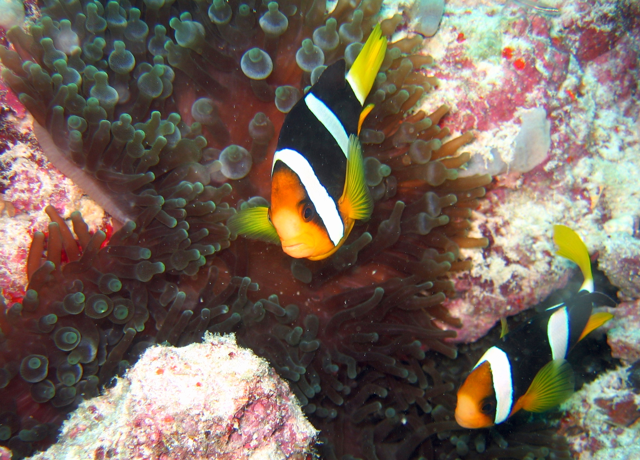 two clown fish on a coral, looking out at the ocean