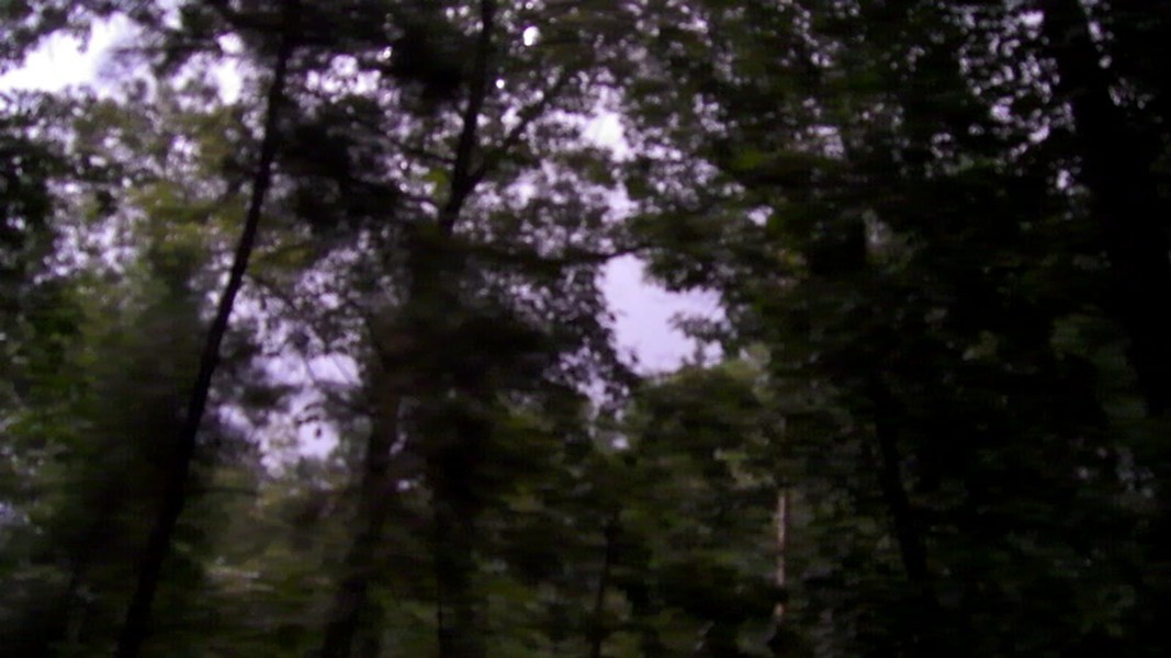 some dark trees in a wooded area