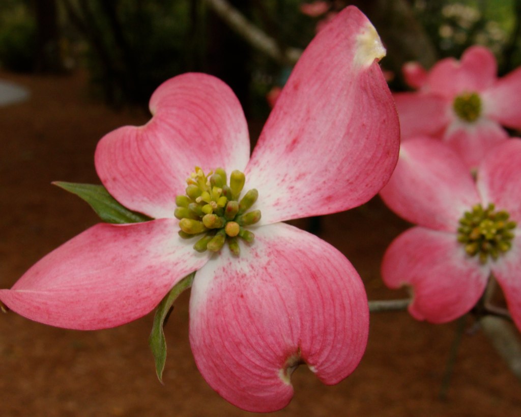 a close up of a pink flower near another