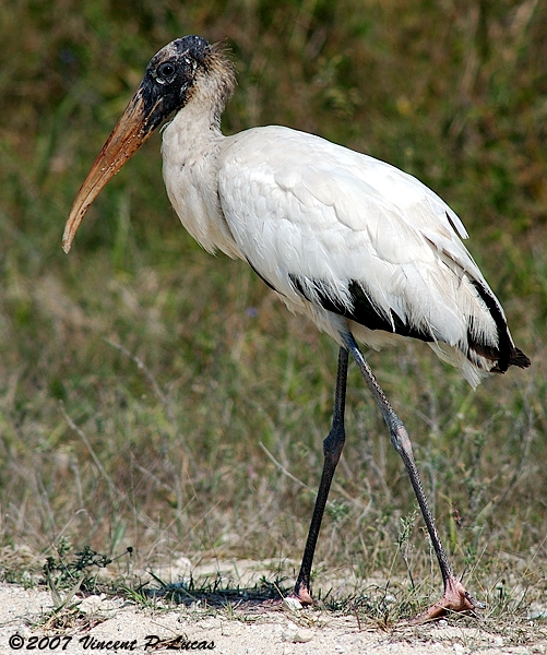 a close up of a bird walking on the ground