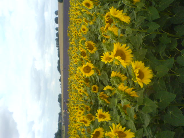 a field full of bright yellow sunflowers sitting next to a road