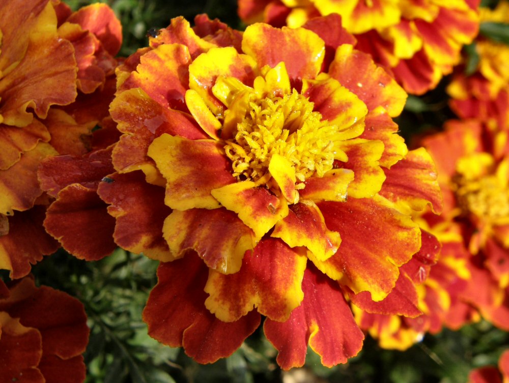 a group of orange and yellow flowers with drops of water on them