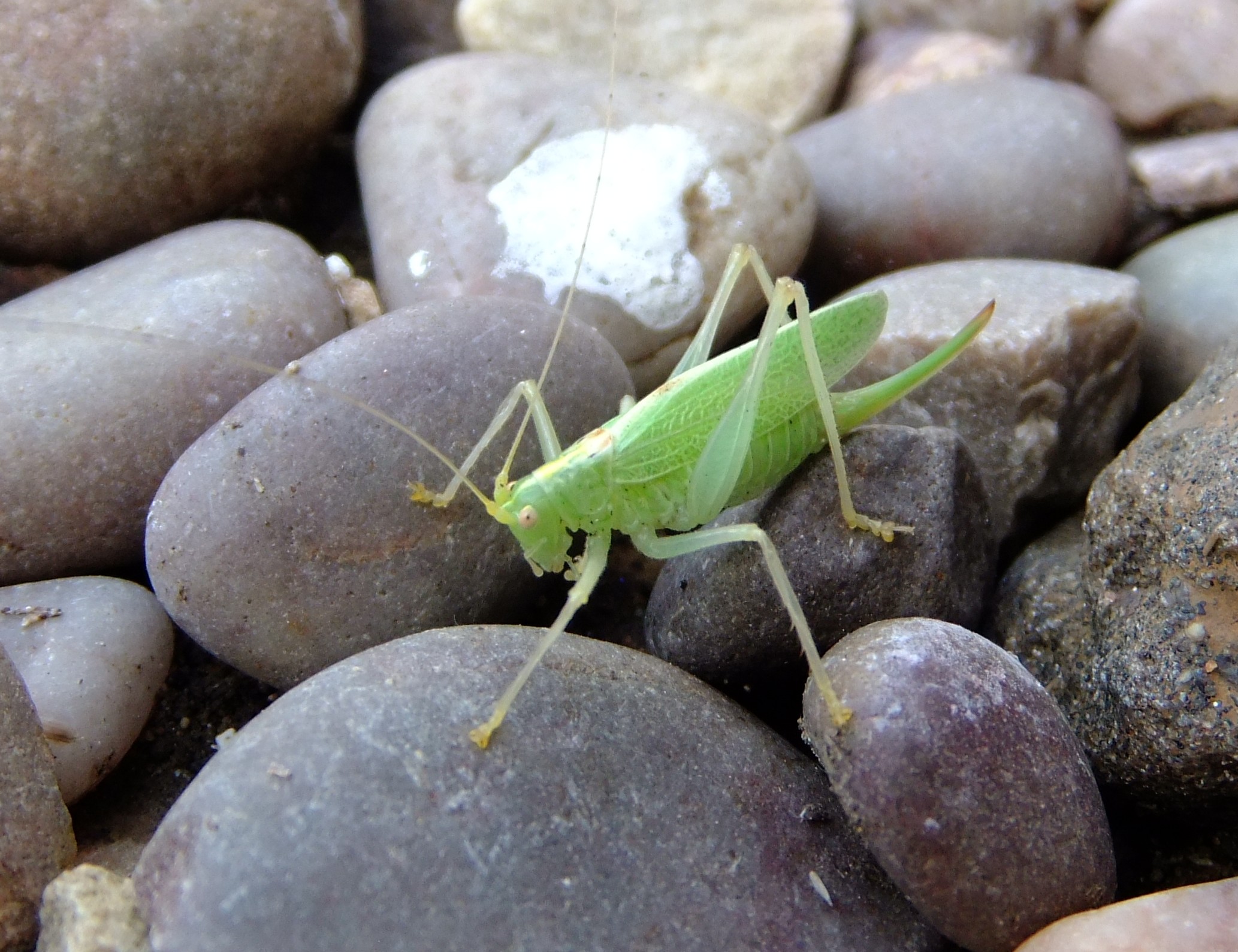 a large green bug sitting on top of some rocks