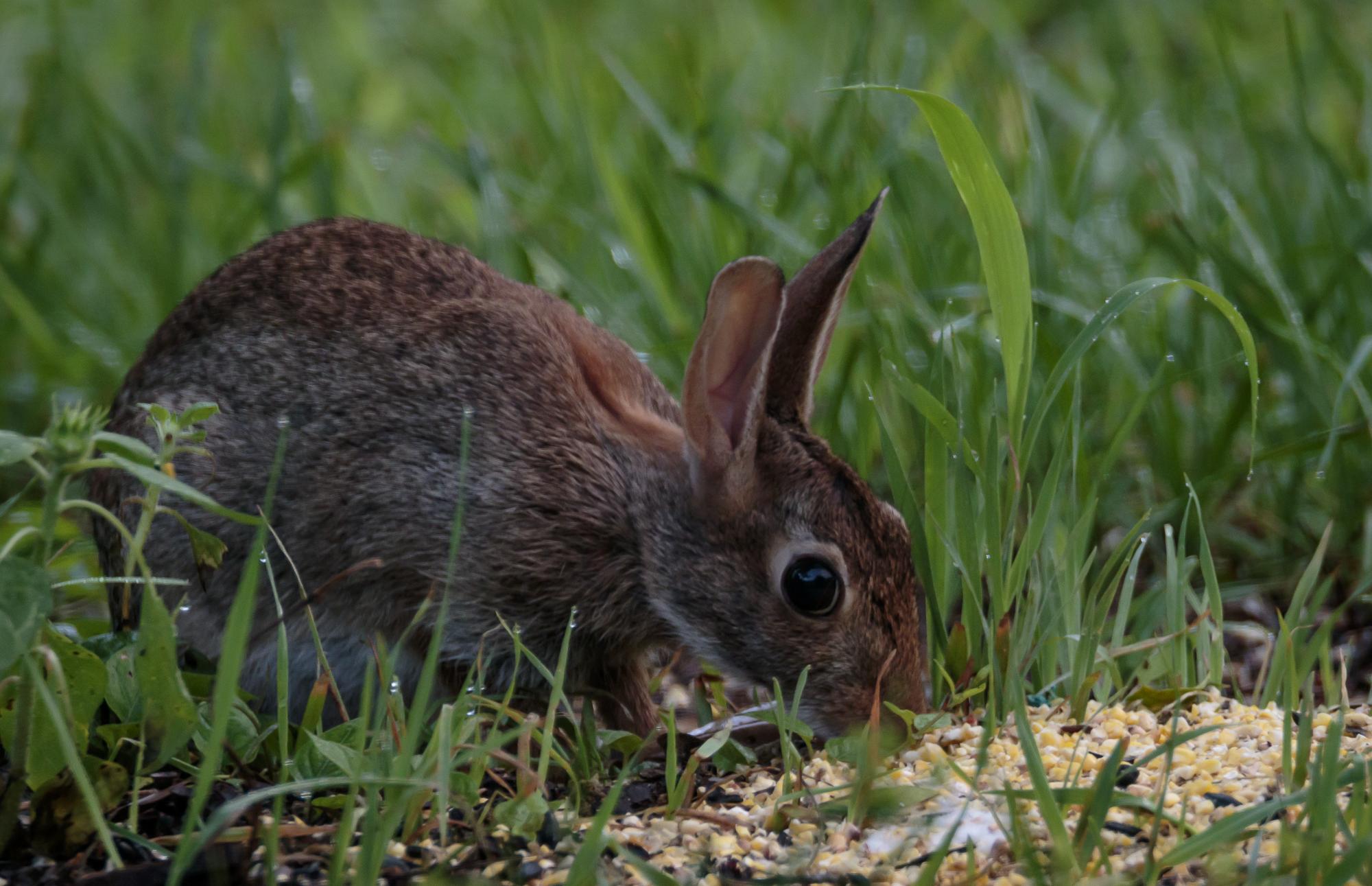 a rabbit eating grain in the grass while sitting down