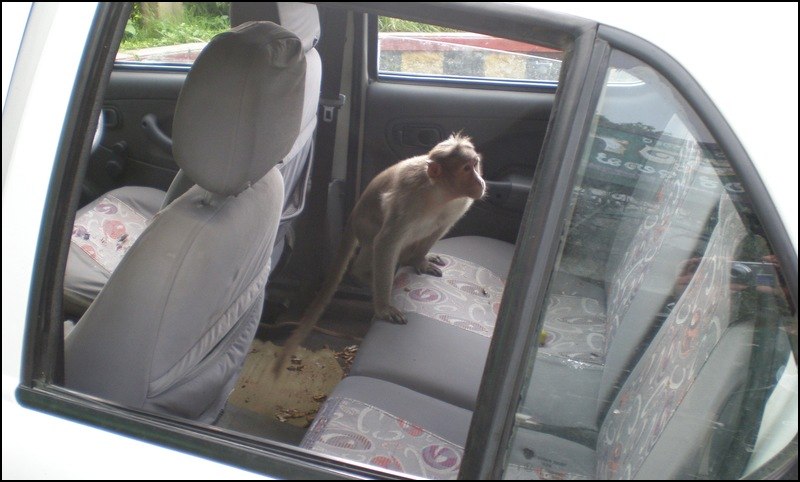 there is a monkey that is inside the car