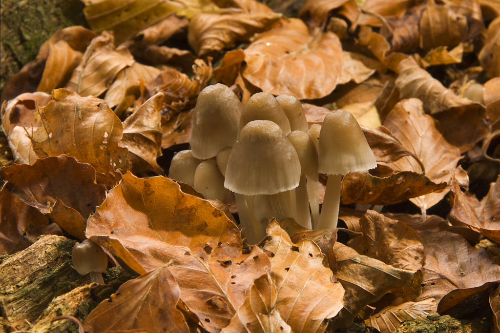 small mushrooms sitting on top of leaves on the ground