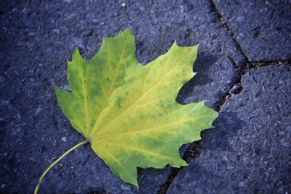 the leaf that is sitting on a sidewalk
