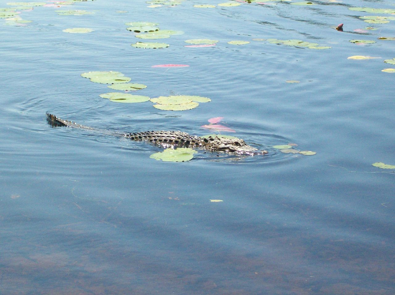 there is a large alligator in the water
