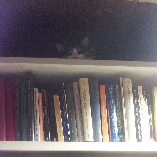 a cat sits in the middle of a book shelf