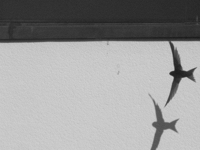 a shadow of a bird and another bird against a white wall