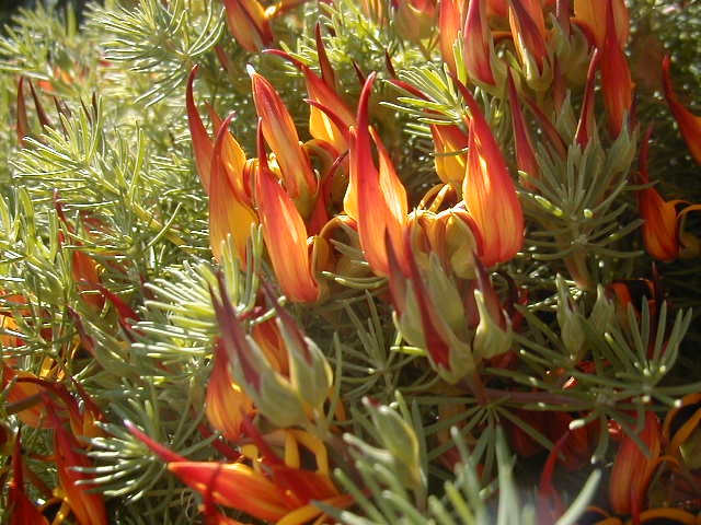 a close up picture of flowers with green leaves