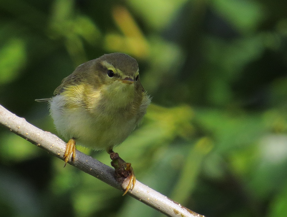 a small bird perched on top of a nch