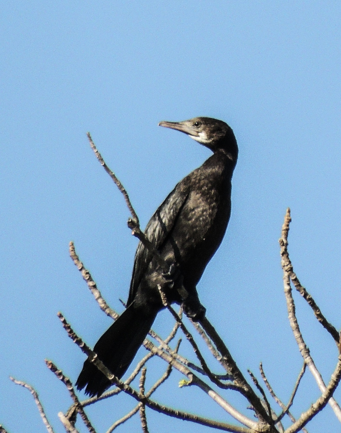 a black bird perched on top of tree nch