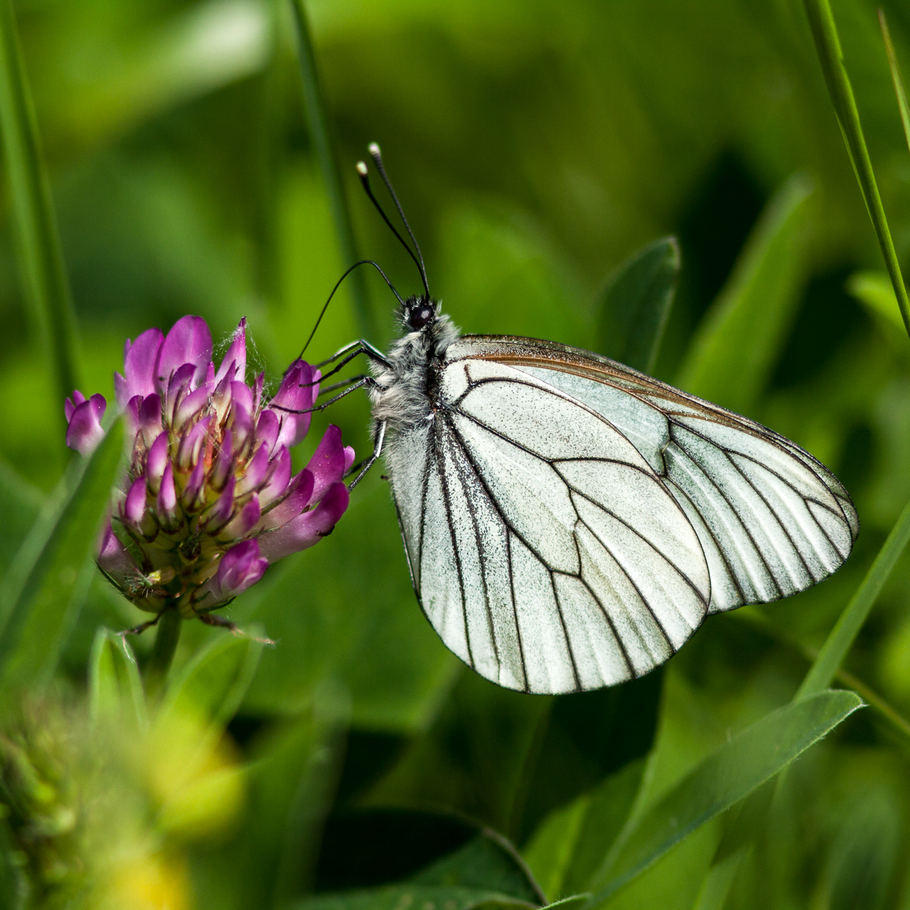 a white erfly is sitting on the purple flower