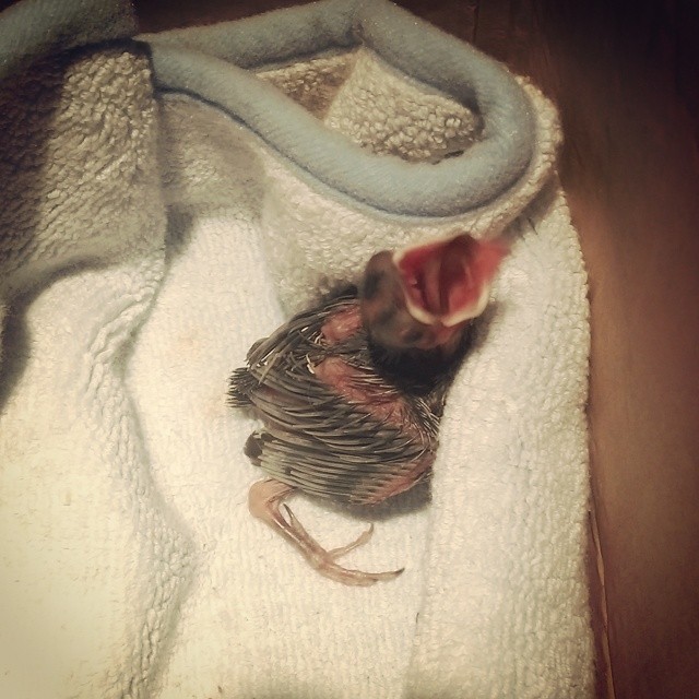 the baby bird is in the blanket next to its parent