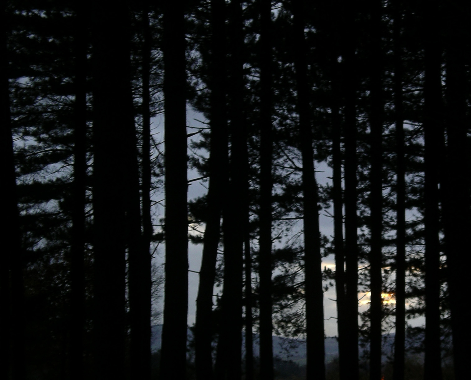 a group of trees in the dark with the moon in the distance