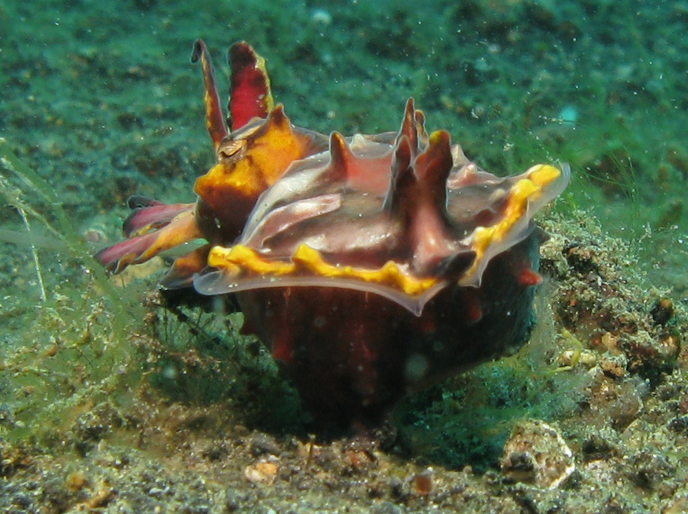 a colorful coral underwater with its head close to the ocean floor