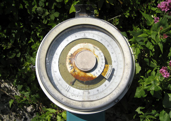 a metal plate with rusted circular edges sits near a tree and flowers