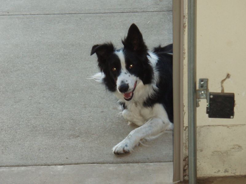 a black and white dog sitting on the sidewalk outside