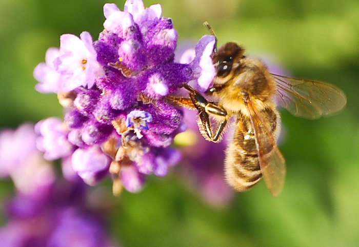 a bee hovers on a purple flower